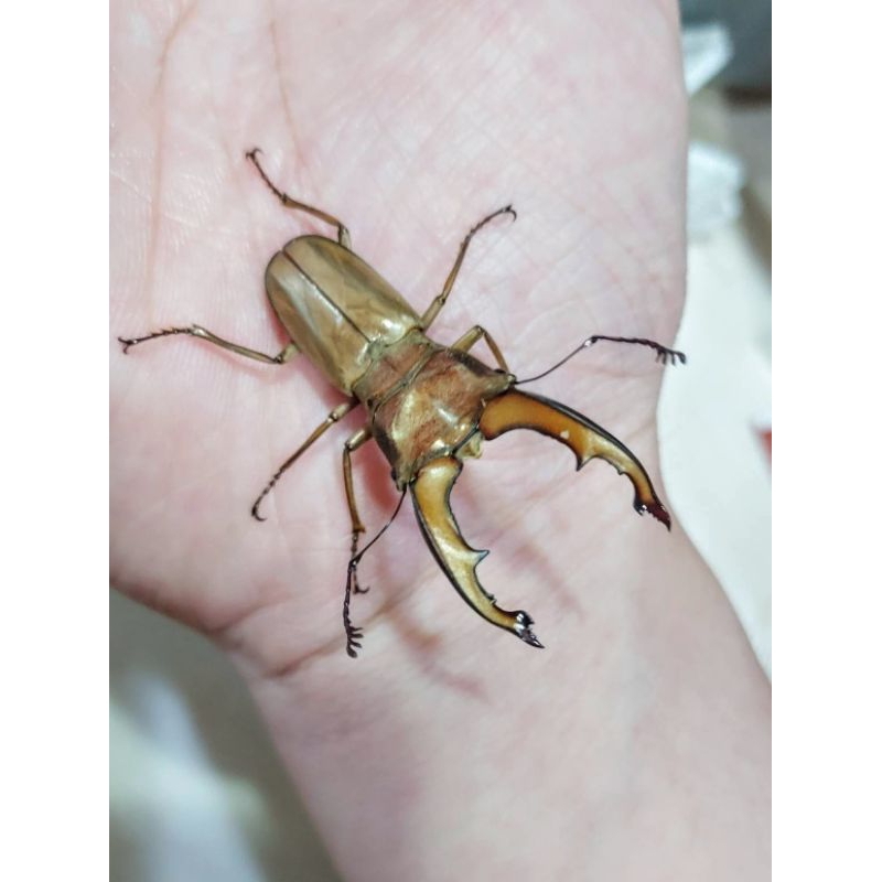 【可動模型】【蝦仁】Cyclommatus dehaani 迪亨尼細身 #鍬形蟲 #幼蟲模型