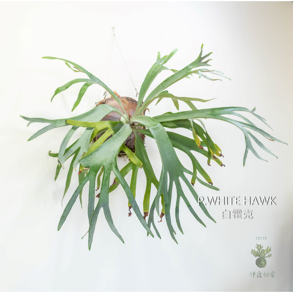「伴鹿初家」鹿角蕨白霍克 P. White Hawk #2 正側芽 上板 室內裝飾 療癒小物 淨化空氣綠色