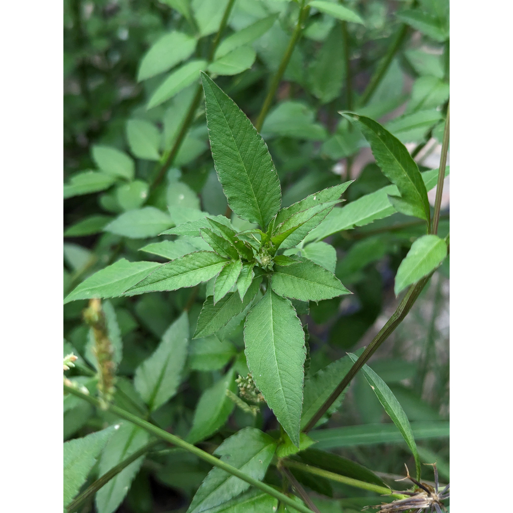 🔥下單現採🔥 咸豐草 鬼針草 有機無毒 陸龜 食材 野草 野菜 爬蟲 蘇卡達 豹龜 亞達 赫曼 紅腿 歐陸