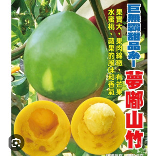 霏霏園藝最新品種山竹 夢嘟山竹。 在種1-2年生。夢嘟山竹巨大品種 果實大,果肉綿緻,有芒果 水蜜桃、蘋果味