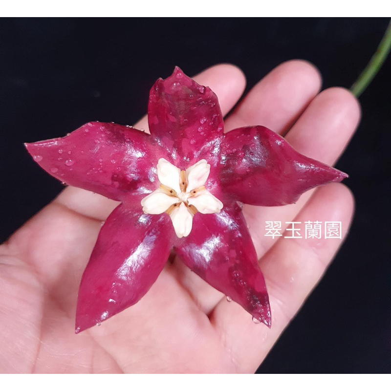 毬蘭 紅帝王 Hoya imperialis red  續花性 香
