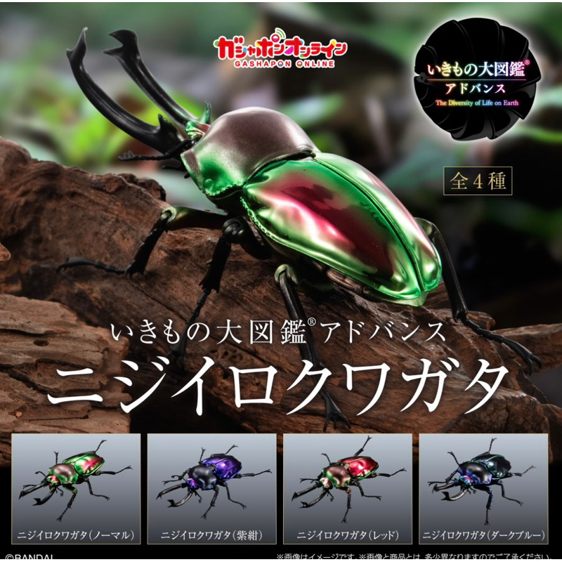 日版GASHAPON 生物大圖鑑 彩虹鍬 最美鍬形蟲 高級 扭蛋 萬代 昆蟲 獨角仙 甲蟲 大 兜蟲限定 いきもの大図鑑