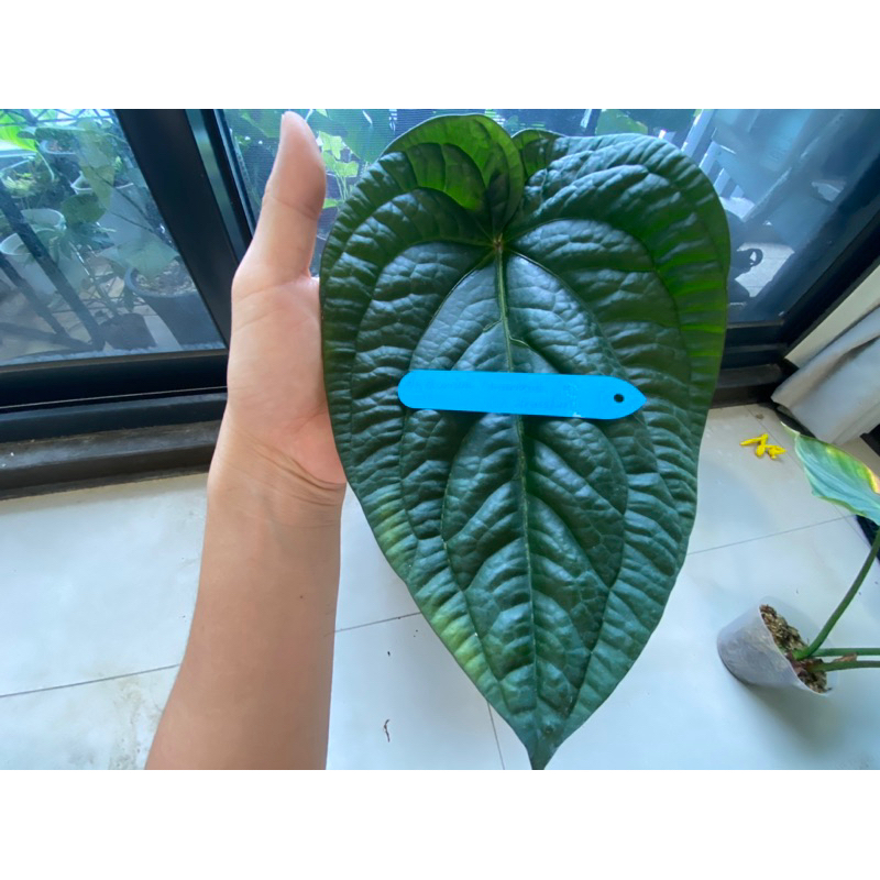 Anthurium luxurians x dressleri 火鶴 含盆自取