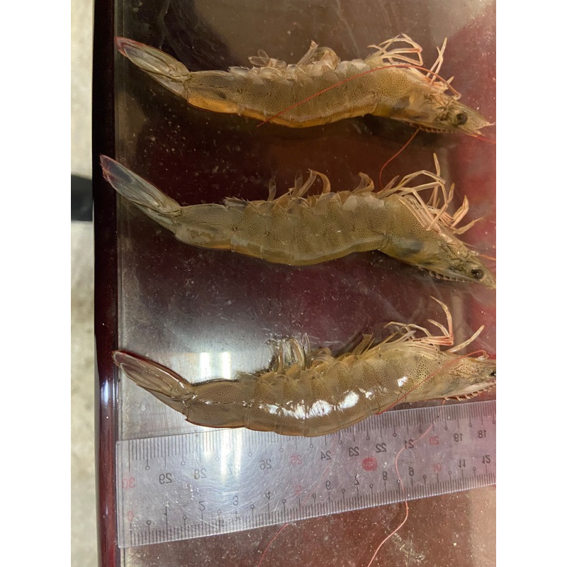 《合佳鮮物》 台灣白蝦 （非進口）（600g)