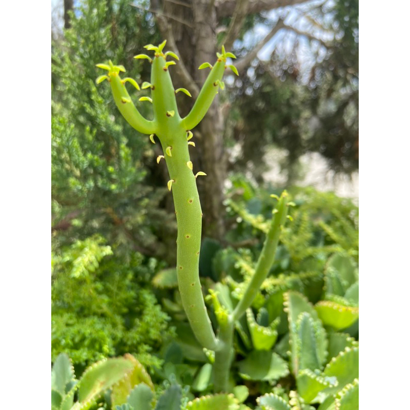 綠珊瑚 珊瑚大戢 多肉植物