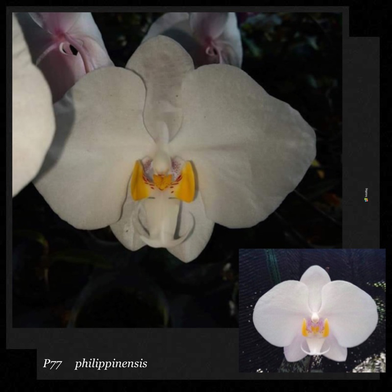 原生種菲律賓蝴蝶蘭Phal. philippinensis 2.5吋實生苗