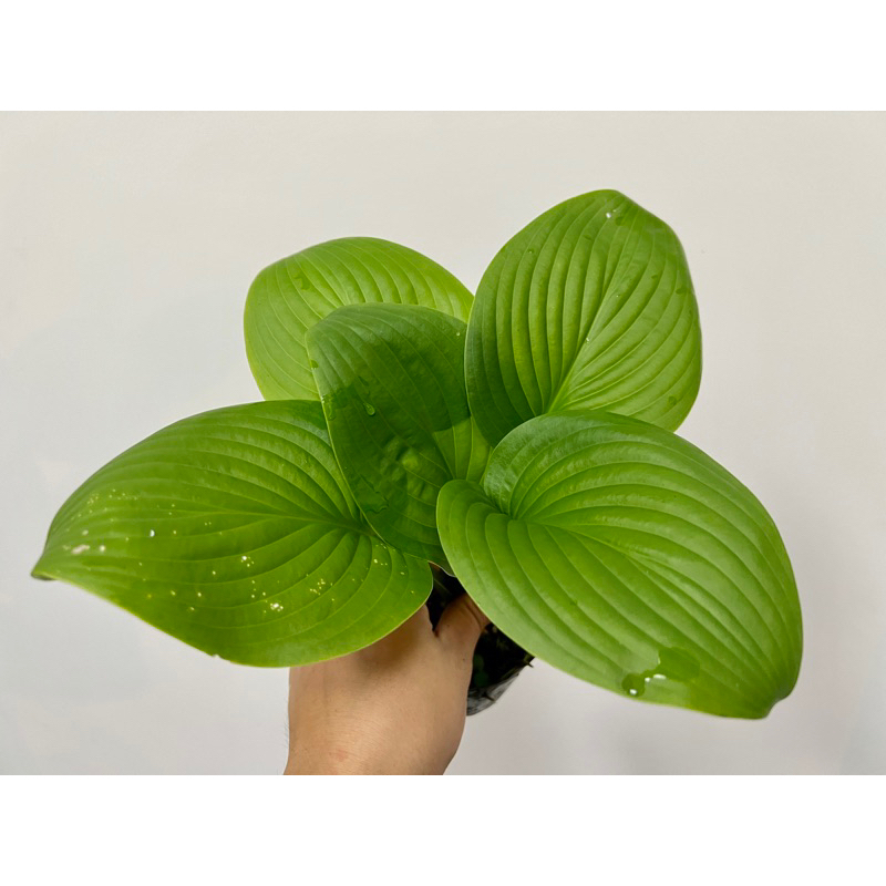 玉簪 Hosta plantaginea 'Grandiflora' 雨林 觀葉 斑葉 網紅 IG 室內 植物 小李植栽