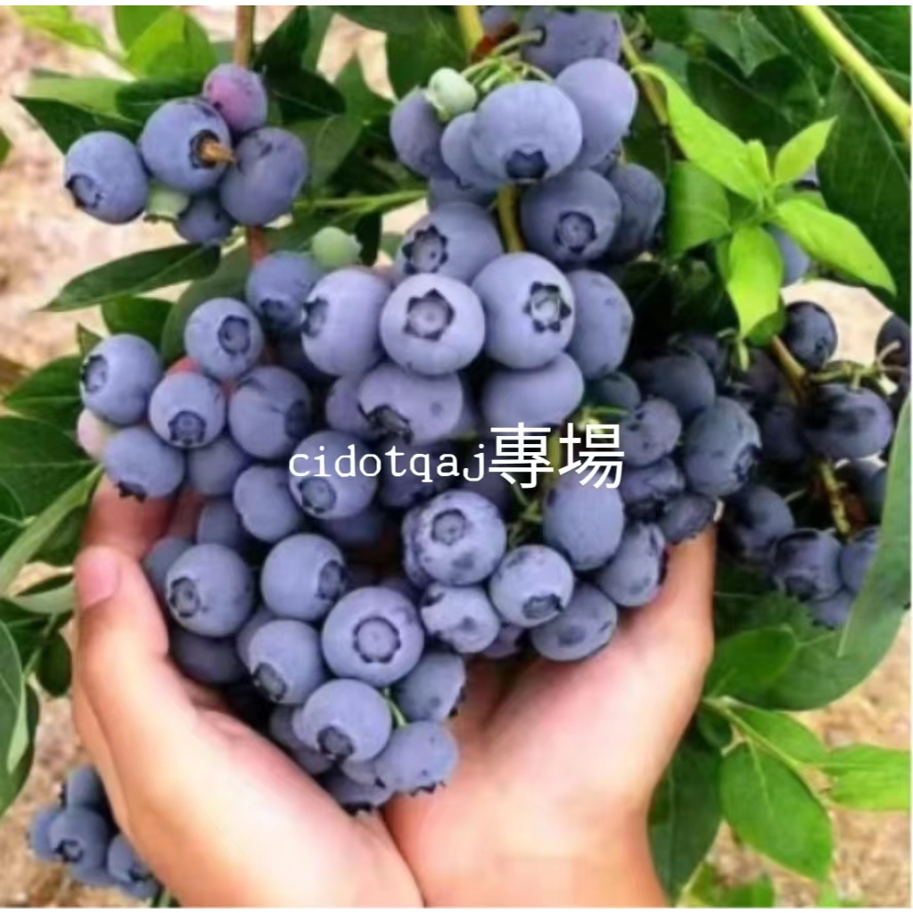 💕台灣💋【全店99免運】藍莓種子 藍莓樹種子一年生 陽台庭院盆栽 四季種植 發芽率高