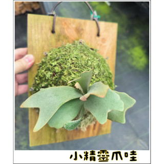 鹿角蕨 鹿角蕨 小精靈爪哇 品種:小精靈爪哇 little elf(細菌 玉女 巨獸) 亞猴