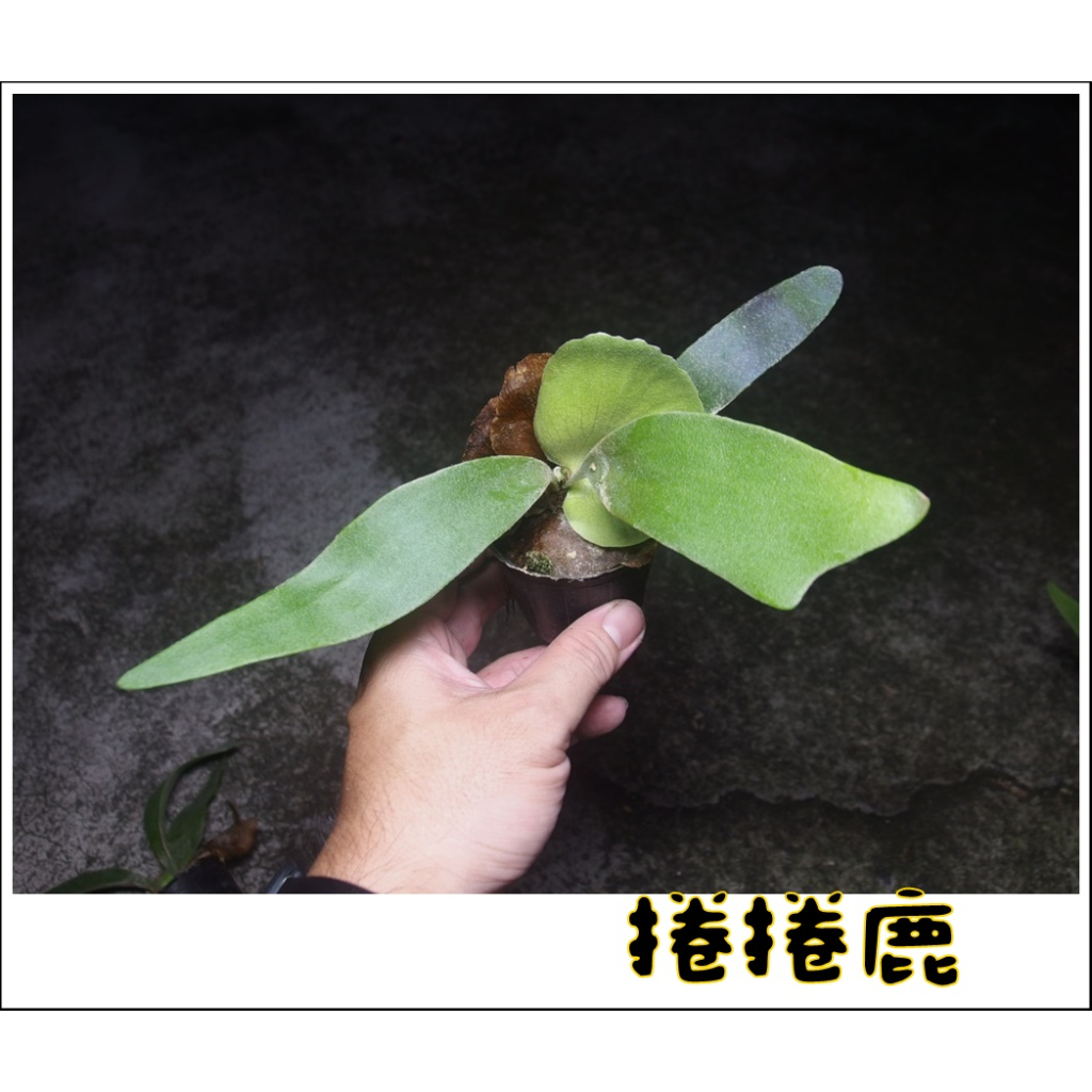 捲捲鹿鹿角蕨 Platy. unknow hybrid 'FongSiQi 盆植 捲捲鹿 卷卷鹿 2吋盆