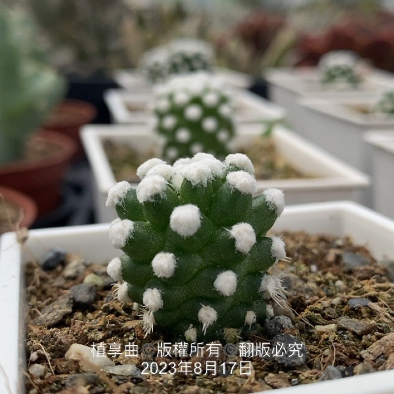 植享曲  仙人掌  雪球