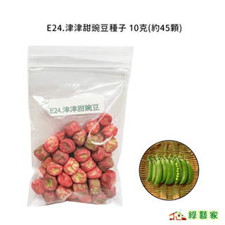 E24.津津甜豌豆種子10克(約45顆)(有藥劑處理) // 性耐乾旱，抗病力強，播種後40天開花，結莢開白花【綠藝家】