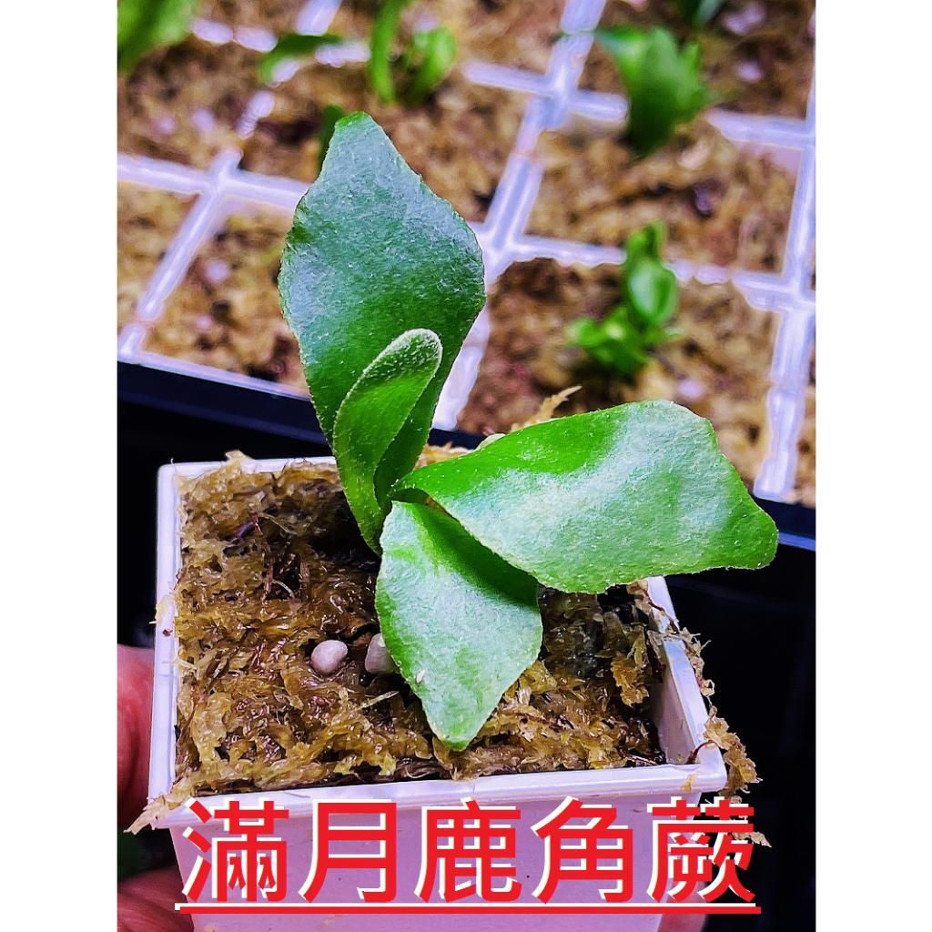 ✨KAI鹿角蕨👍【41-滿月鹿角蕨 P. Full Moon】2寸盆-附花牌