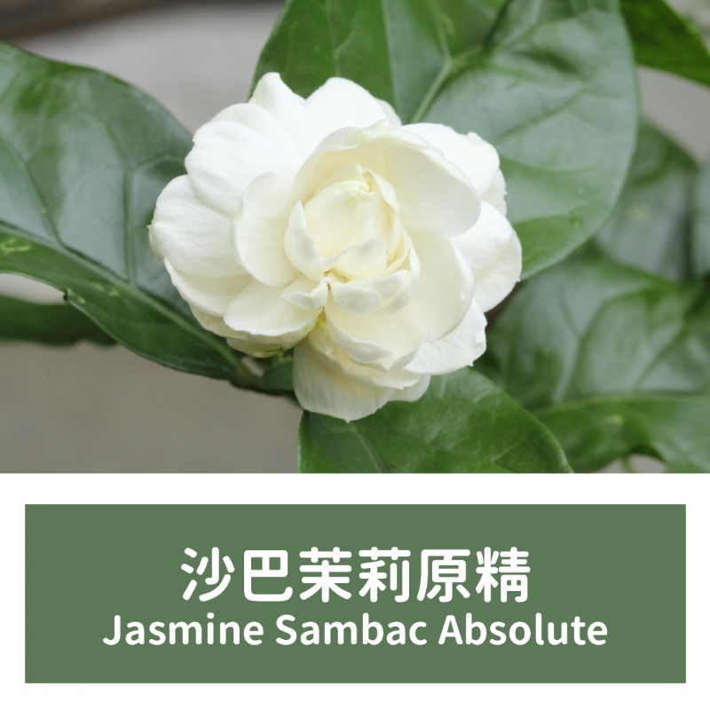 【馥靖精油】沙巴茉莉原精 (小花茉莉原精) 100ml Jasmine Sambac Absolute