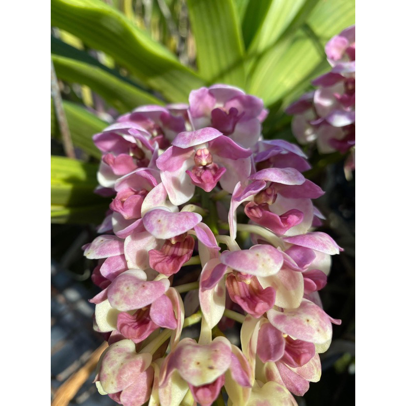 新品 濃香粉狐狸尾蘭 Rhy. gigantea pink 狐狸尾蘭 3寸 限量植株 蘭花