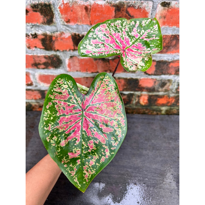 《天棠地芋》泰彩 彩葉芋 Caladium 03 泰國彩葉芋 一物一拍