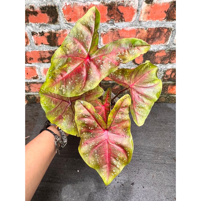 《天棠地芋》泰彩 彩葉芋 Caladium 10 泰國彩葉芋 一物一拍