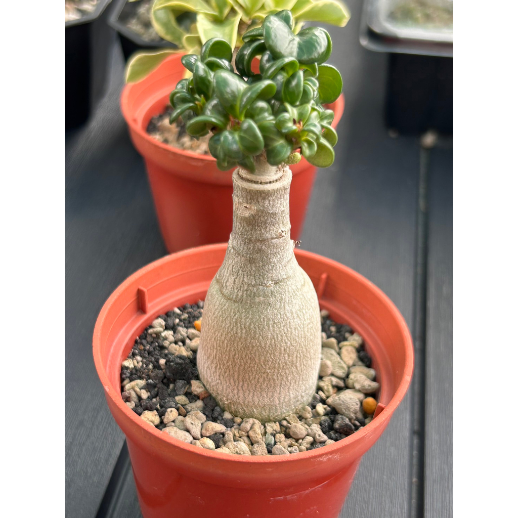 植人森林 多肉植物/達摩沙漠玫瑰#D/夾竹桃科/一物一拍