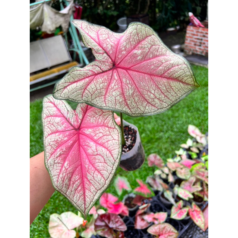 《天棠地芋》泰彩 彩葉芋 Caladium 32 泰國彩葉芋 一物一拍