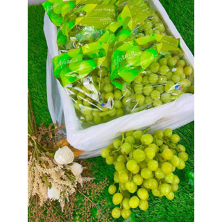 美國綠無籽葡萄整箱批4.5kg2j