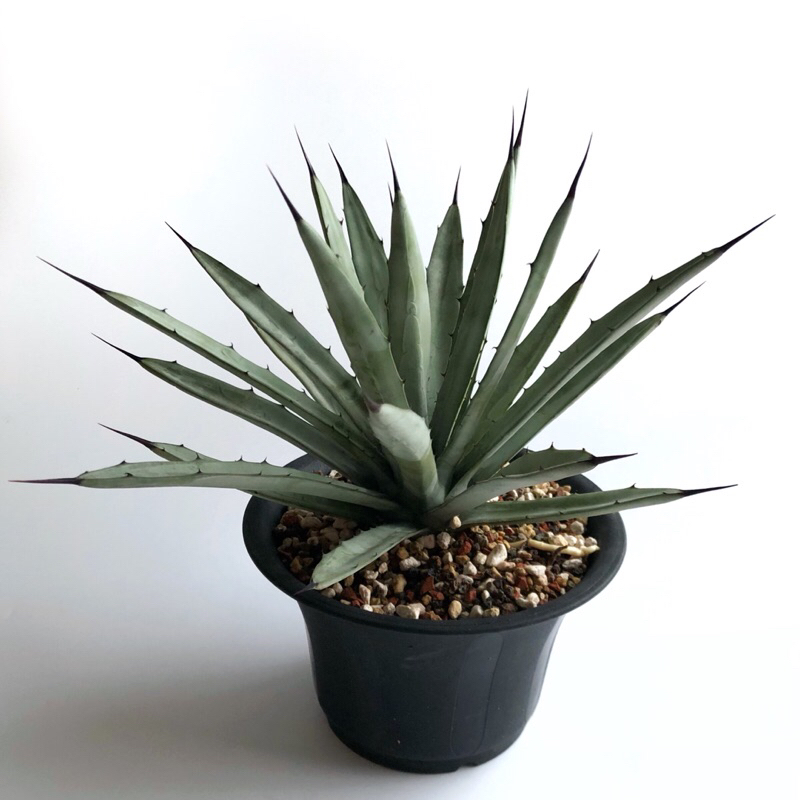 八荒殿 龍舌蘭 Agave 多肉植物