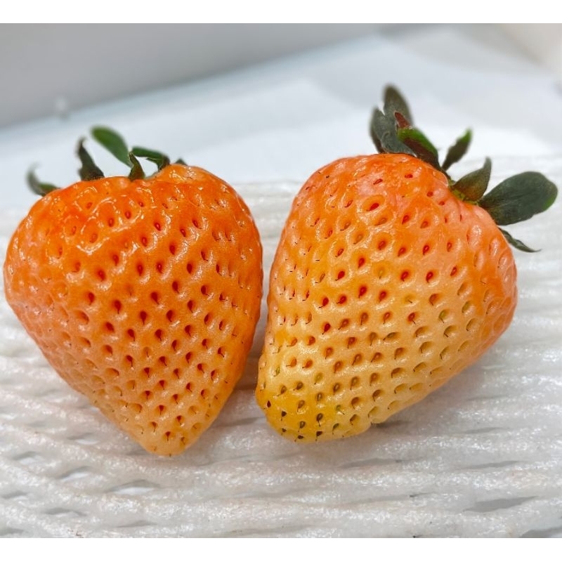 日本草莓.草莓苗. 奈良淡雪(あわゆき)粉色白草莓種子