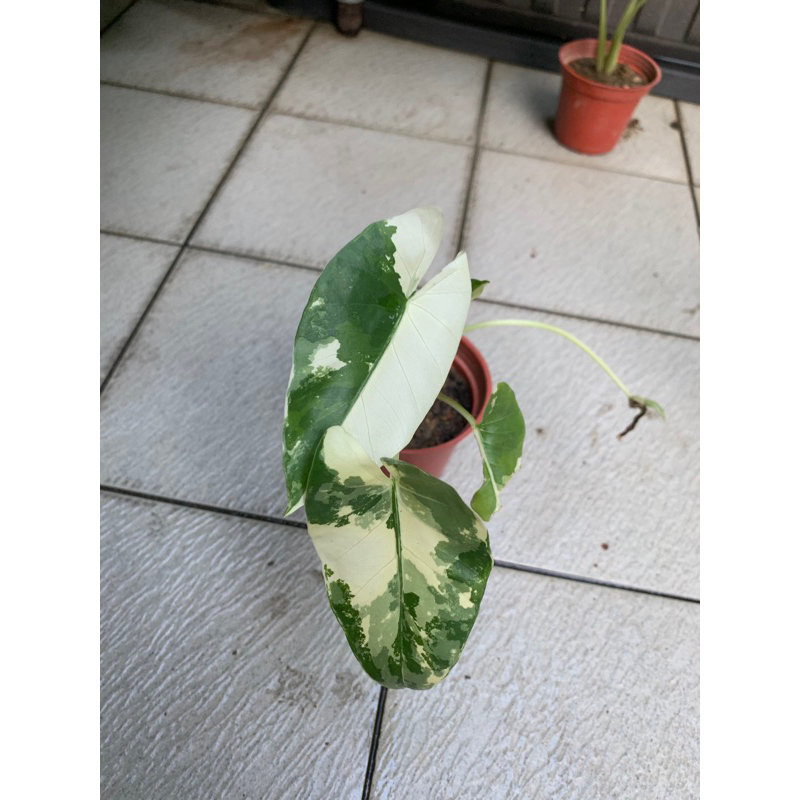 白斑姑婆芋/美斑-三吋盆/觀葉植物