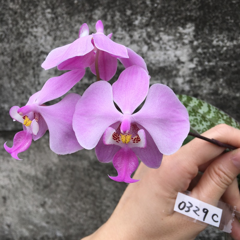 原生種西蕾麗2.5吋Phal. schilleriana