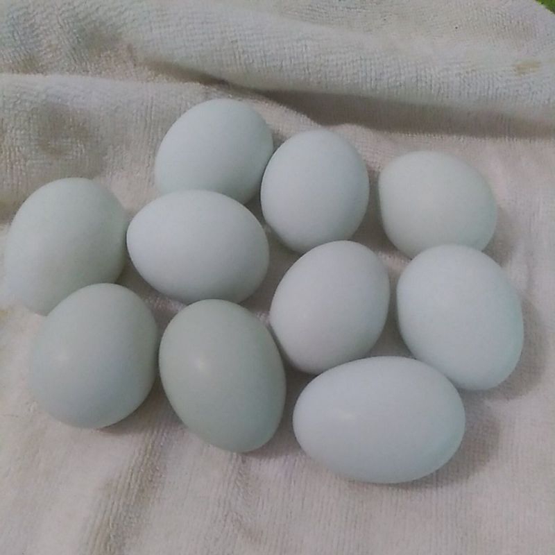 友善飼養雞蛋，綠殼烏骨雞雞蛋，非籠飼