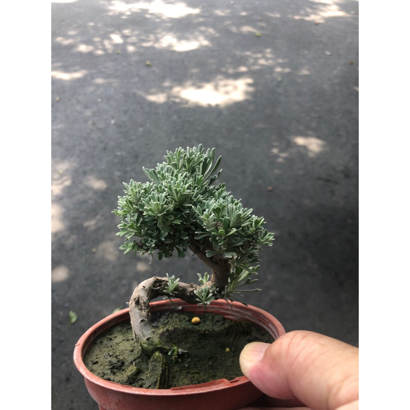 日本 細葉  芙蓉/3.5吋～已塑型小品盆栽⋯