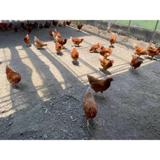 健康雞蛋 放牧雞蛋 紅殼雞蛋 小農養殖