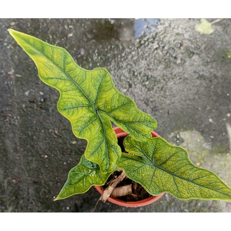 玫森 傑克林觀音蓮 3吋盆觀葉植物