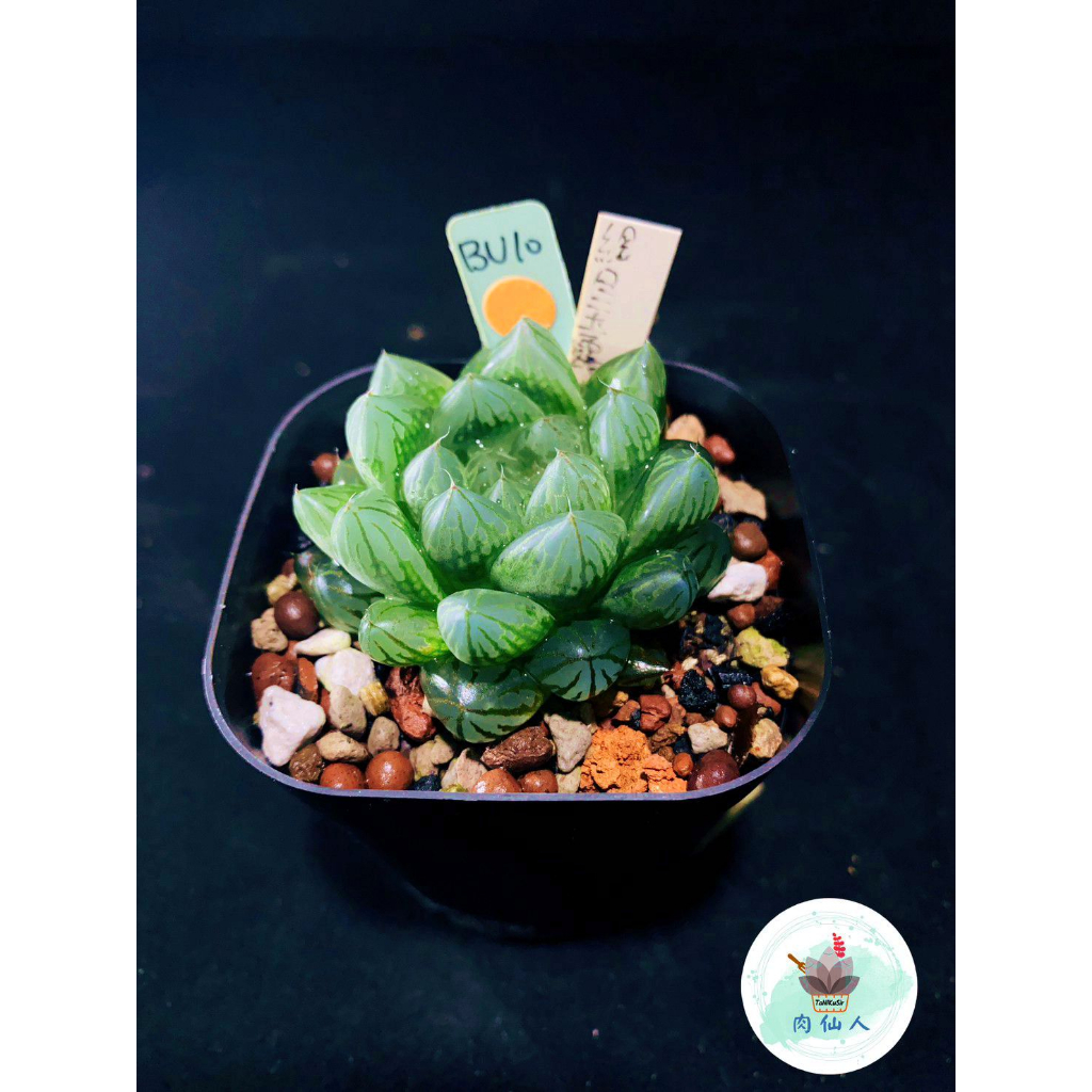 網目玉露_新手必收_阿福花科🔹Haworthia Cooperi 🌵肉仙人