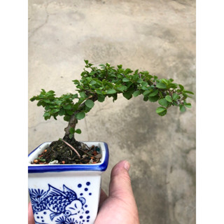 日本 姫 水蓮木｜青花瓷盆/日式素燒盆⋯小品精品盆栽⋯