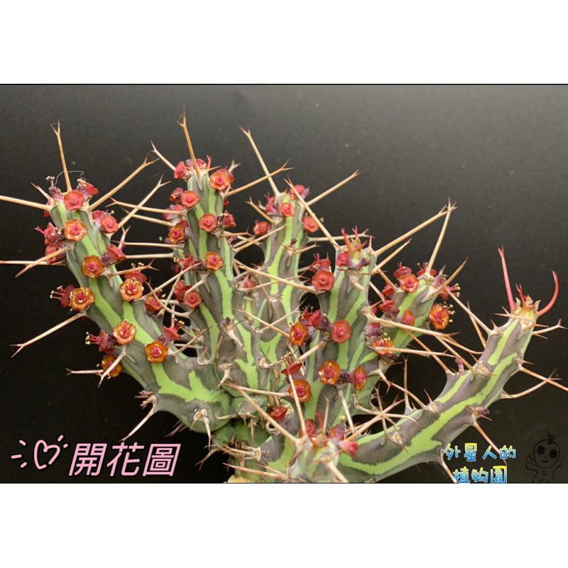 【外星人的植物園】魚叉大戟 大戟科 塊根 龍舌蘭 虎尾蘭 盆栽 植物 療癒盆栽 小品 現貨【滿額免運】