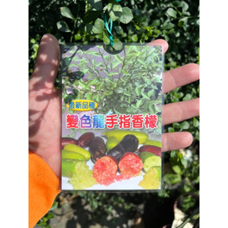 頂耀園藝 變色龍手指檸檬 高度約60公分