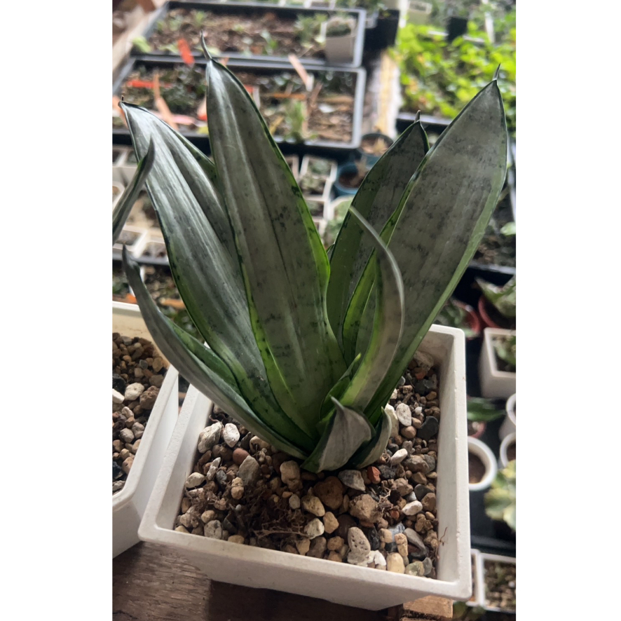 【堆堆樂雜貨店】╭☆銀霜 虎尾蘭 療癒舒壓 盆擺飾裝飾 園藝多肉植物+裸根寄120609