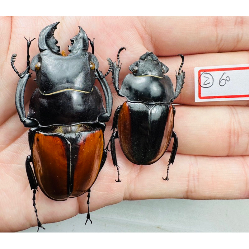 昆蟲標本（死的非活體） Odontolabis gazella 馬來西亞產