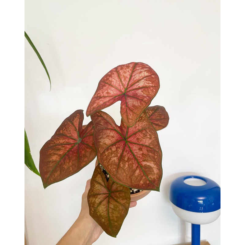 【Oh Root Root】驕陽彩葉芋 彩葉芋 Caladium