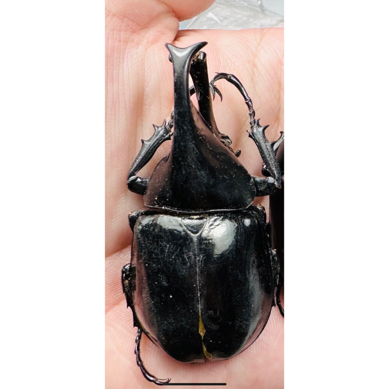 昆蟲標本（死的非活體）馬來西亞產xylotrupes sumatrensis tanahmelayu黑金剛姬兜