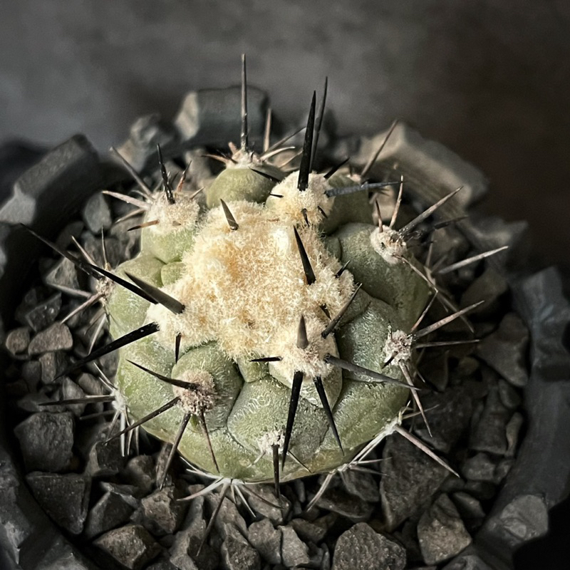 在台現貨 黑王丸 Copiapoa cinerea 降接 嫁接 仙人掌 仙人球 塊根 多肉植物