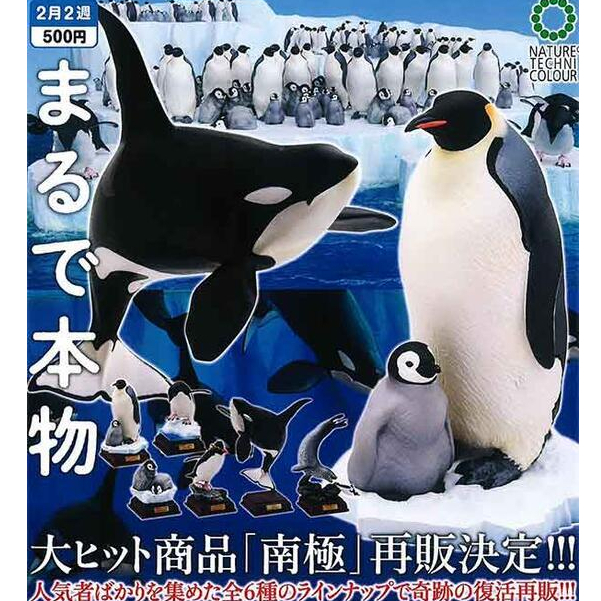 四隻合售 NTC圖鑑 南極大陸 國王企鵝 企鵝寶寶 阿德利企鵝 跳岩企鵝 南極扭蛋 轉蛋
