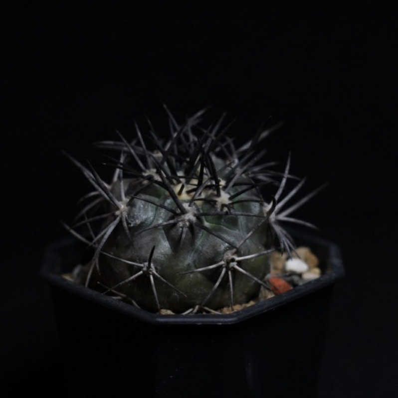 栗星玉 Copiapoa griseoviolacea 龍爪球屬 黑王屬 仙人掌 塊根 多肉植物