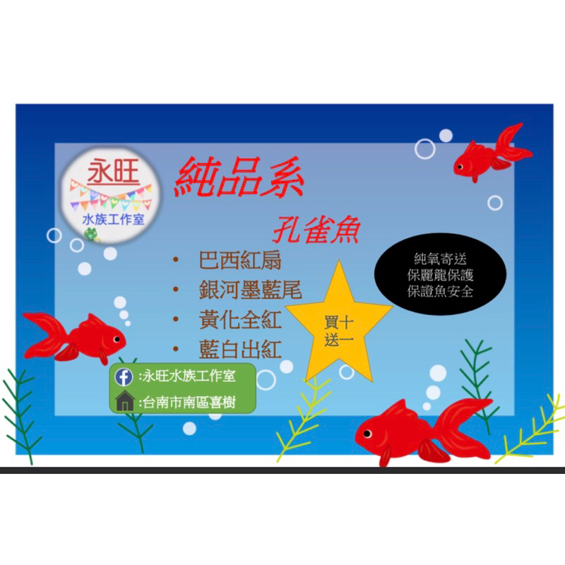 永旺水族工作室 觀賞孔雀fish 模型飼料 魚