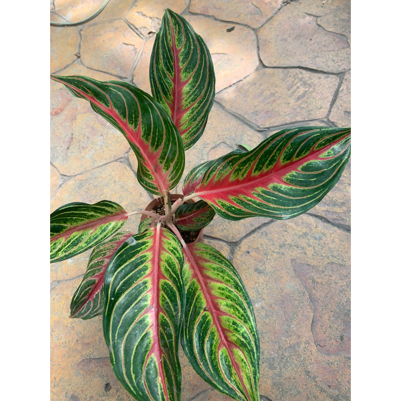 火狐狸🦊粗肋草/空氣淨化植物 3寸