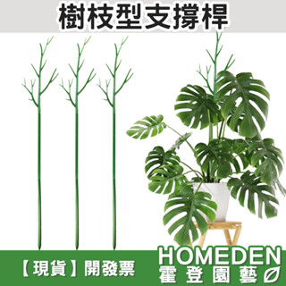 【隔日到貨】樹枝型支撐桿 加長型100公分高 植物支撐桿 植物支架 龜背芋 雨林植物 觀葉植物【HOMEDEN霍登園藝】
