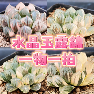 ↠有植感↞ ▮水晶玉露錦hyb▮一物一拍 ハオルシア十二卷屬 Haworthia 百合科 水晶玉露 玉露