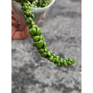 開心農元-觀葉植物-特殊植物 豆豆龍 Dischidia 'Dragon Jade'