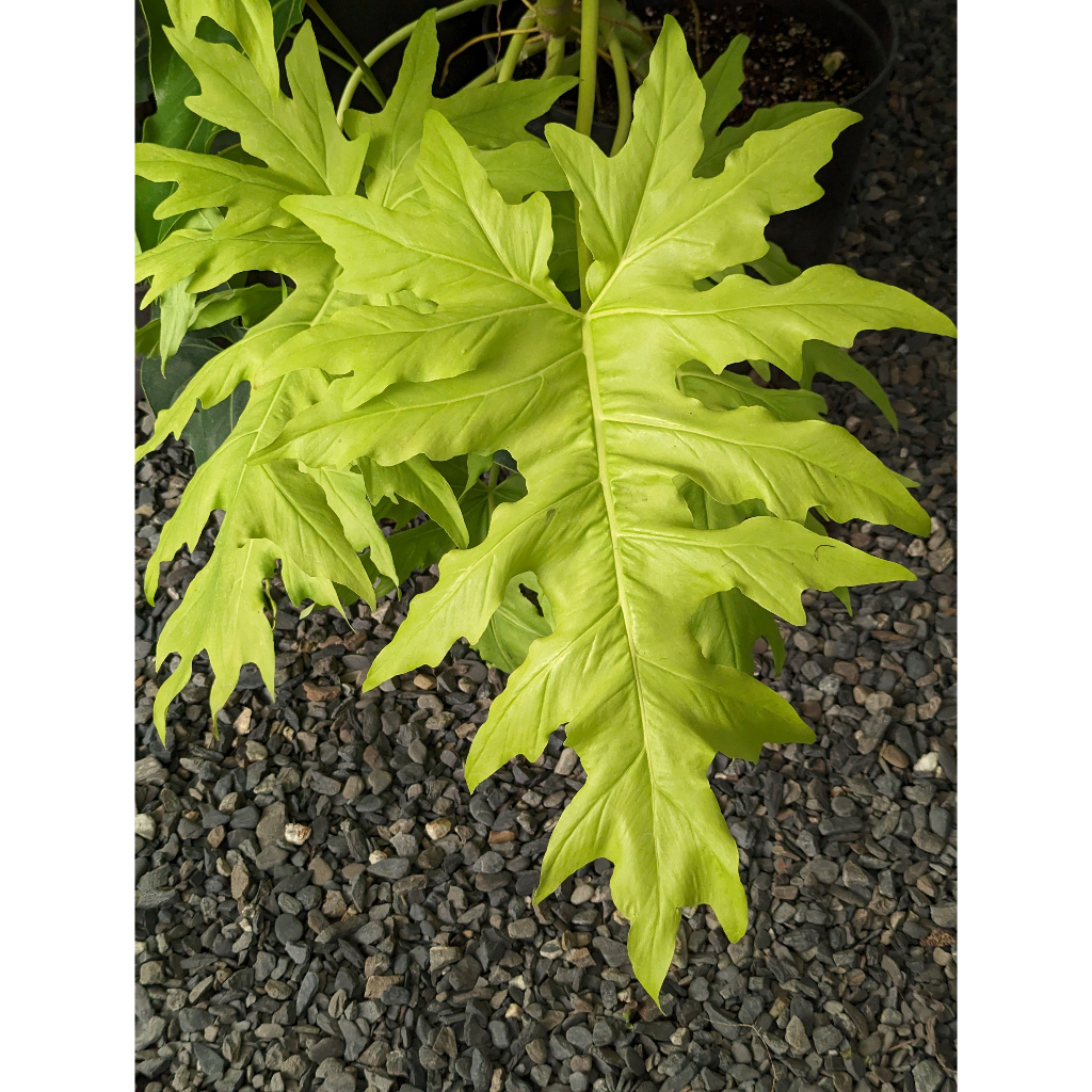 開心農元-觀葉植物- 黃金木瓜蔓綠絨 Philodendron warscewiczii