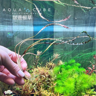 水立方水族空間～皺邊椒草 緞帶椒草 水中葉 後景草 水草